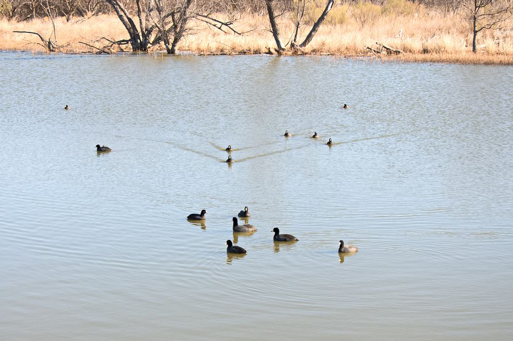 Waterfowl on the waters of Grover Nelson Park