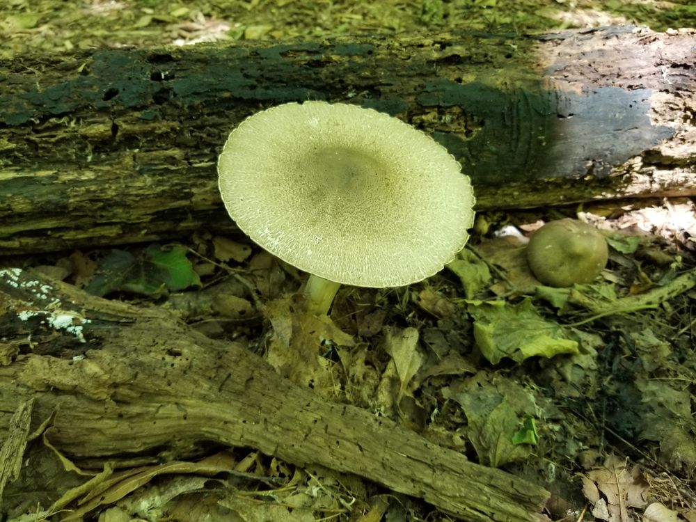 A mushroom in the woods of Stage Nature Center