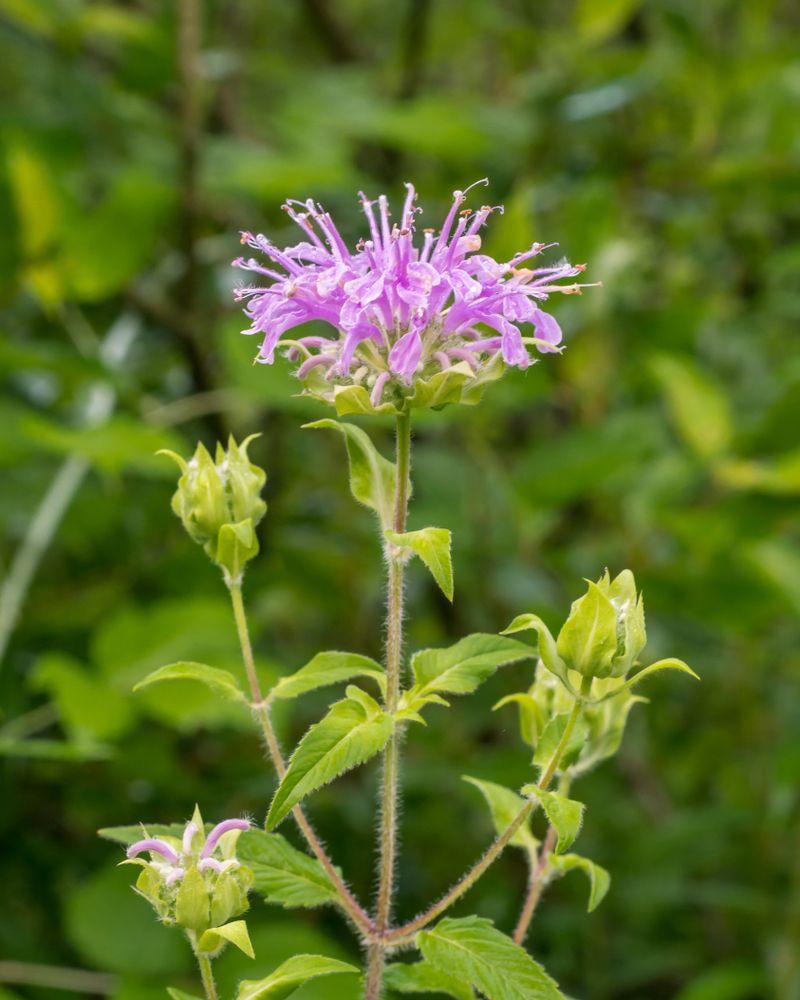 A wildflower at Paint Creek Trail