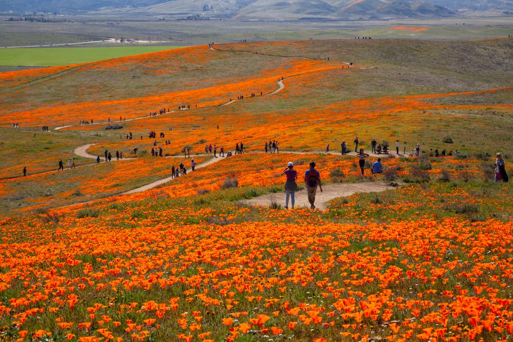 People at California Poppy Reserve
