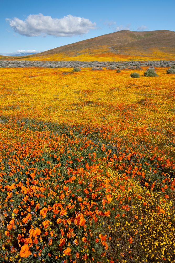 Scenic view of California Poppy Reserve