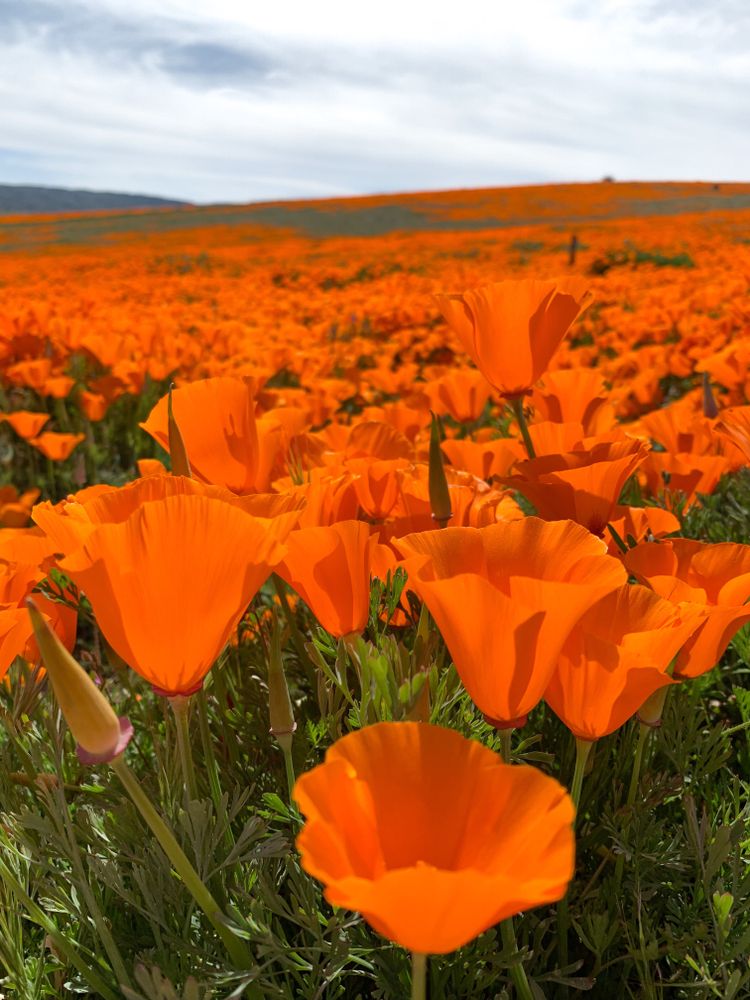 Closeup view of California Poppy Reserve's vibrant poppies