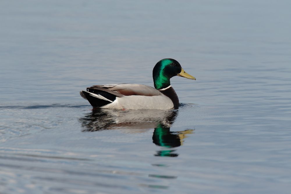 Mallard duck on Lebanon Hills Regional Park's lake