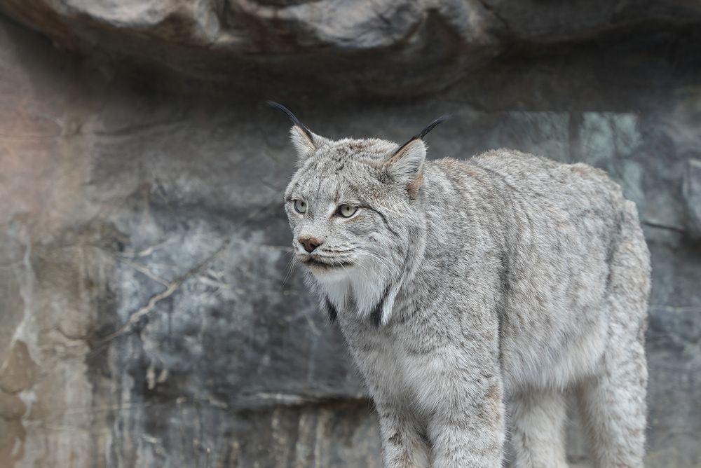 An animal at Minnesota Zoo