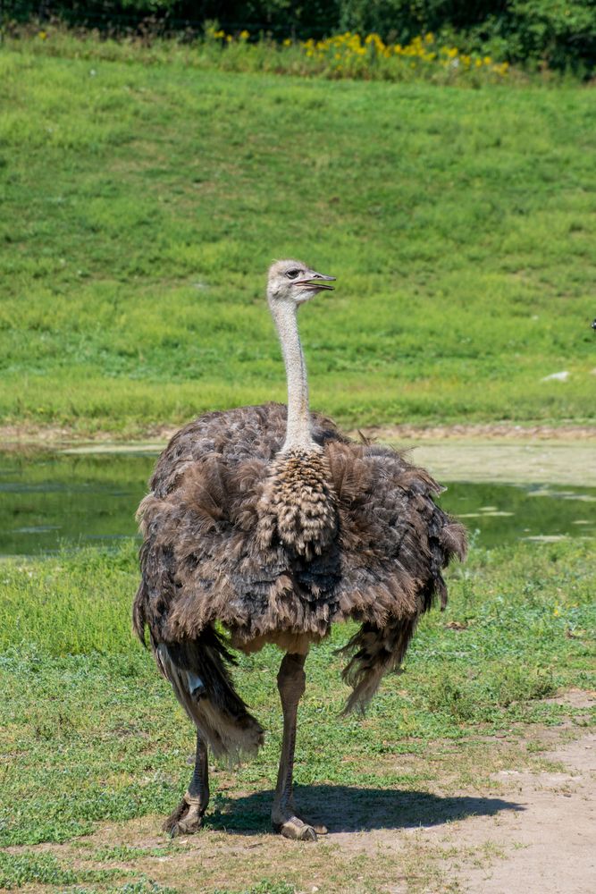 Ostrich at Minnesota Zoo