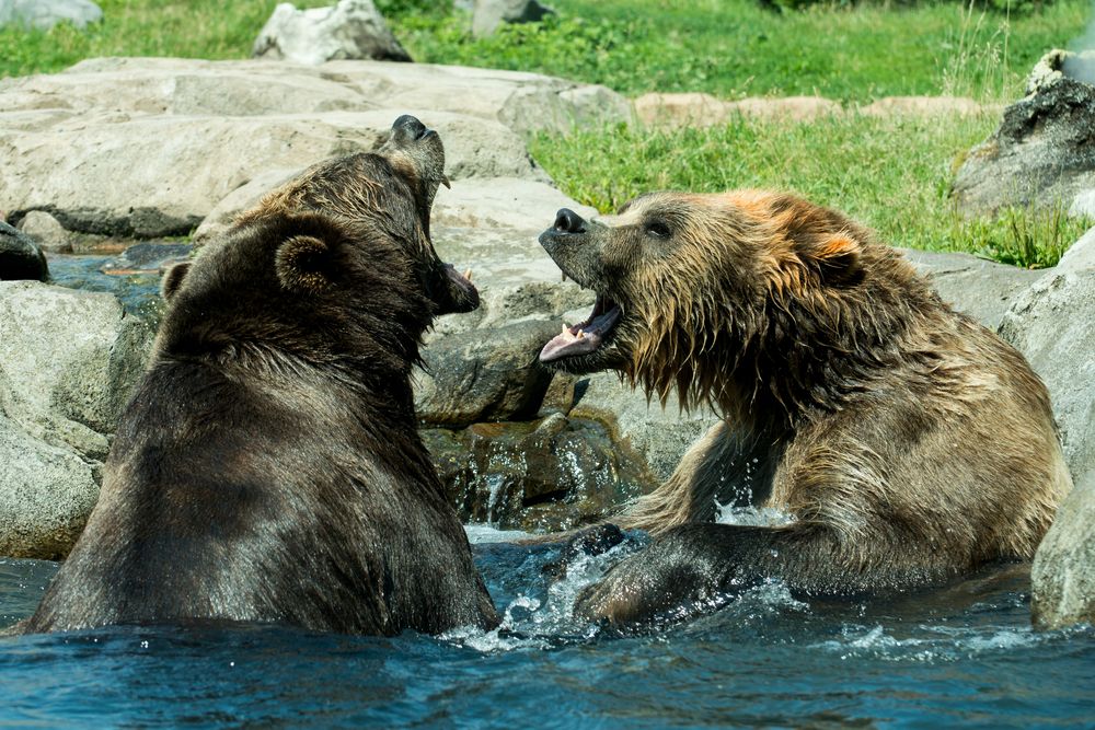 Bears at Minnesota Zoo