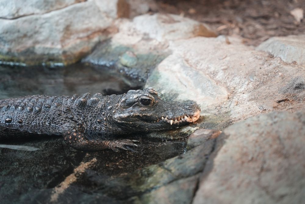 Alligator at Minnesota Zoo