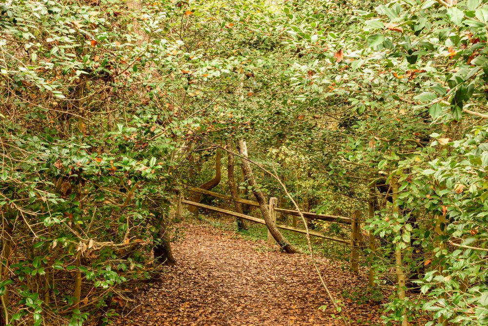 Autumn trees at Stone Harbor Bird Sanctuary