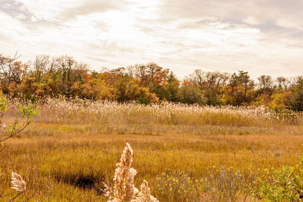 Scenic landscape of Stone Harbor Bird Sanctuary