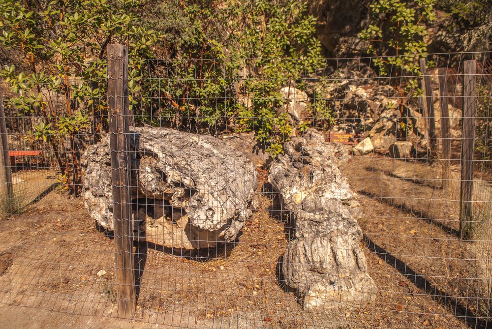 Tree logs at Petrified Forest