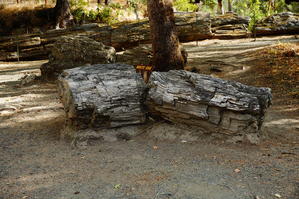 The grounds of Petrified Forest
