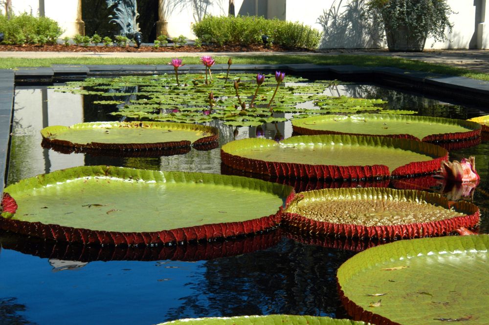 Large lily pads at Birmingham Botanical Gardens