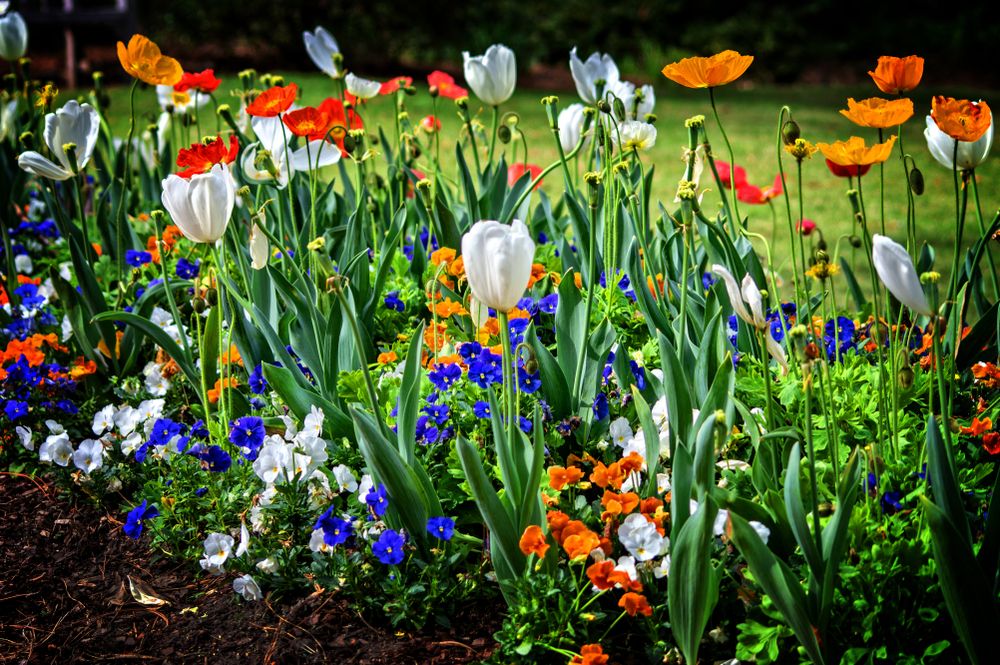 Tulips at Birmingham Botanical Gardens