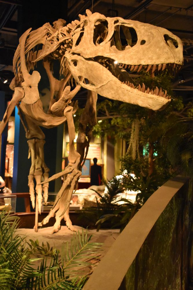 Dinosaur skeleton displayed in the McWane Science Center