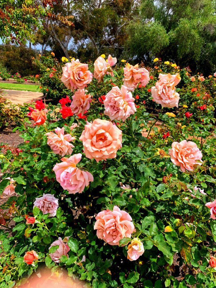 Colorful roses in Inez Grant Parker Memorial Rose Garden