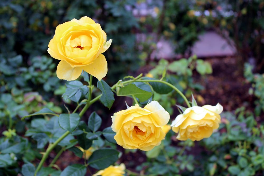 Beautifully bloomed roses in Inez Grant Parker Memorial Rose Garden