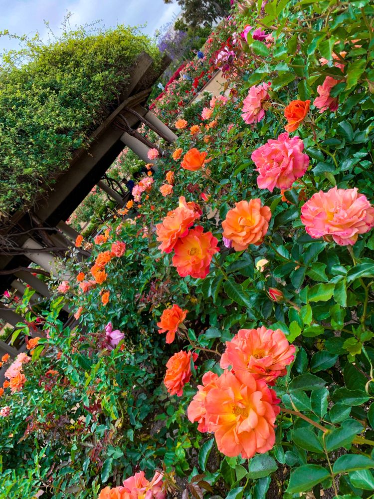 Vibrant roses in Inez Grant Parker Memorial Rose Garden