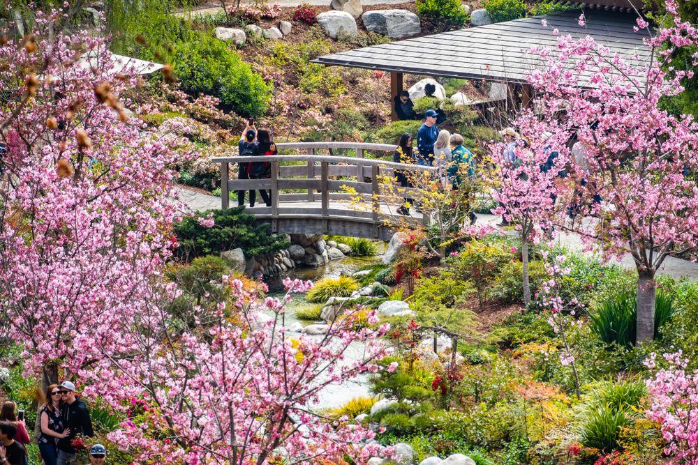 Cherry blossom trees and a bridge in Japanese Friendship Garden