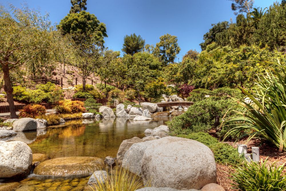 Trees, plants, and a pond in Japanese Friendship Garden