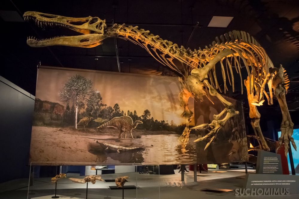 A dinosaur skeleton in Natural History Museum