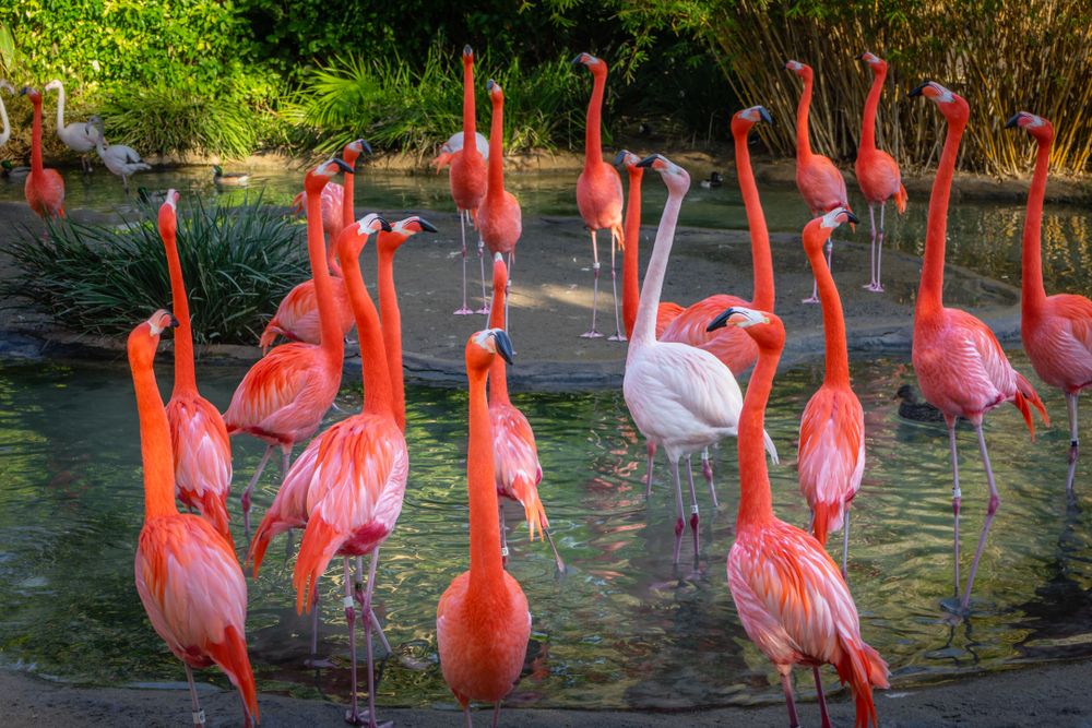 Flamingos in San Diego Zoo