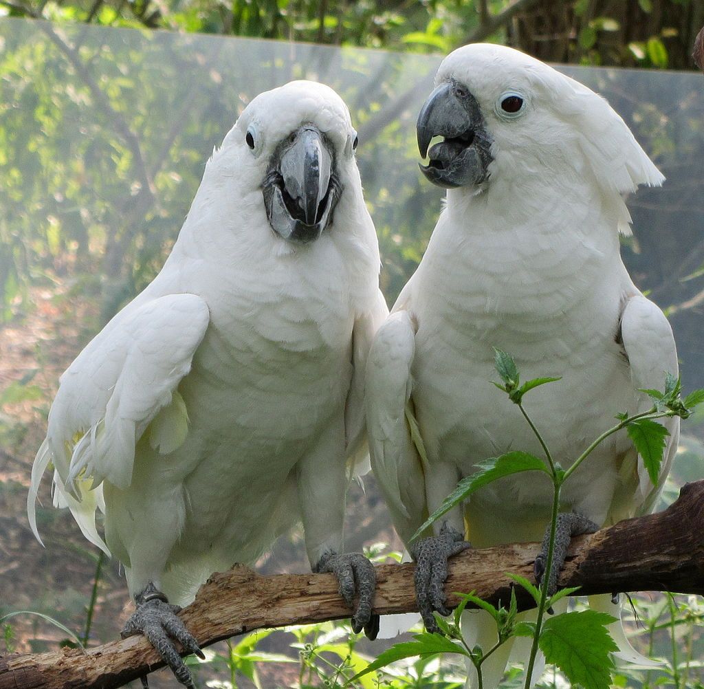 Cacatua alba birds in Binder Park Zoo