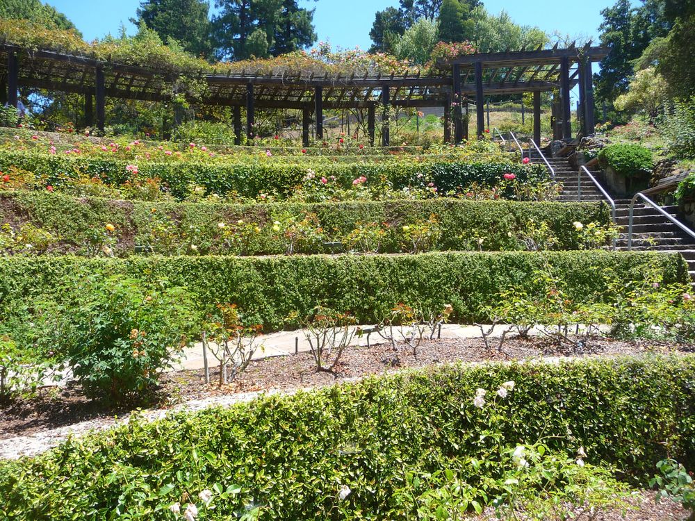 Rose shrubs at Berkeley Rose Garden