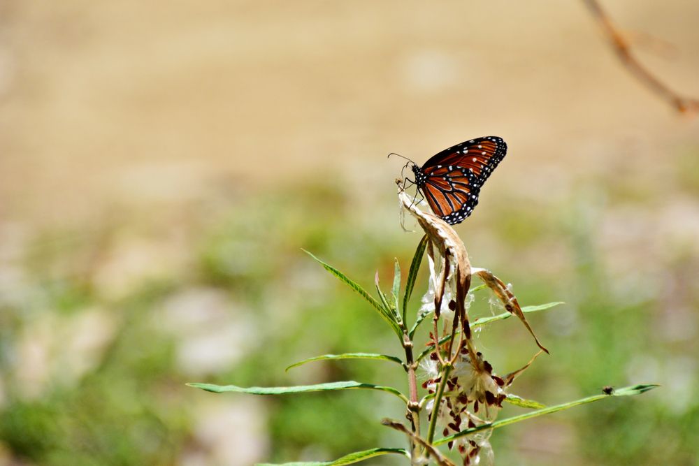 Butterfly on a plant at Fullerton Arboretum