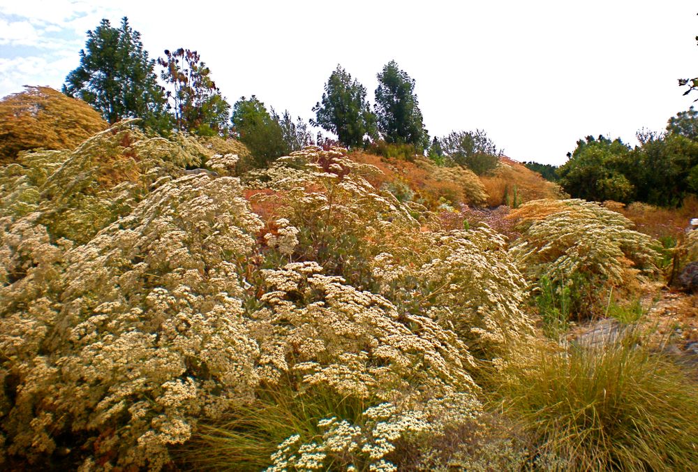 Flora at Fullerton Arboretum