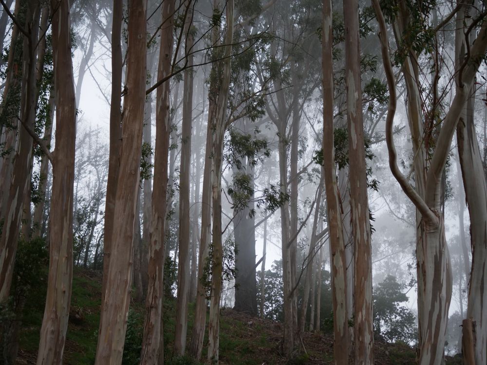 Eucalyptus forest at Grizzly Peak