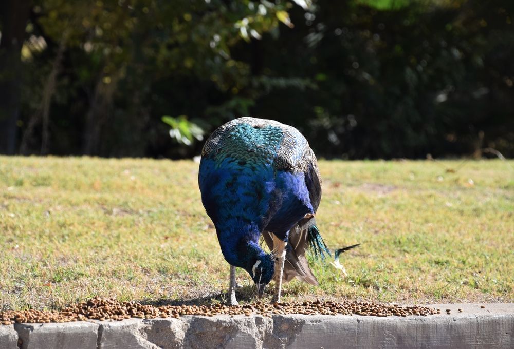 A peacock at Hart Memorial Park