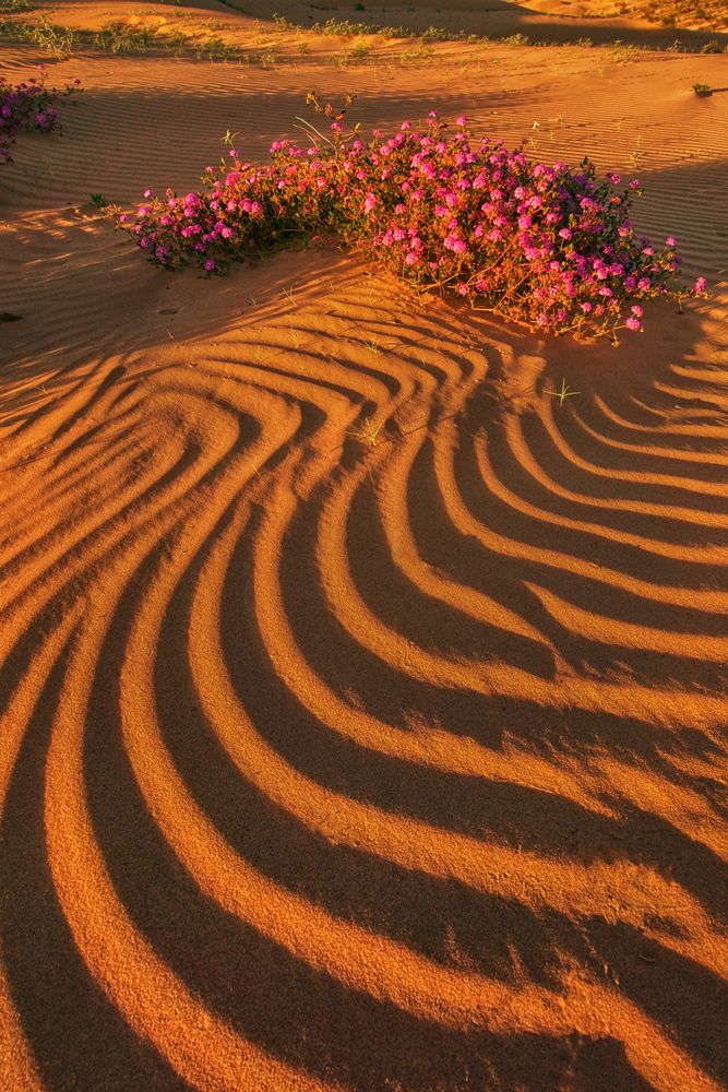 Desert landscape of Imperial Sand Dunes