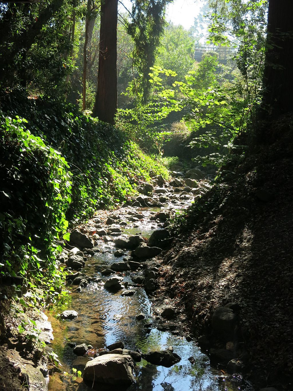 A creek at Live Oak Park