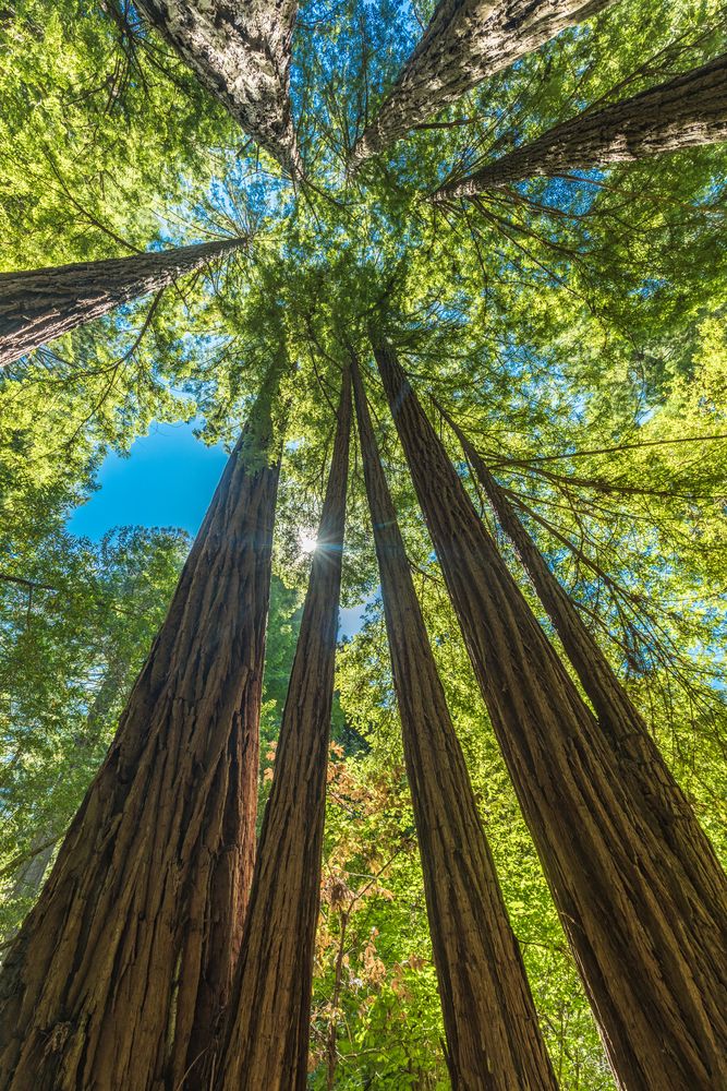 Giant redwood trees at Muir Woods National Monument