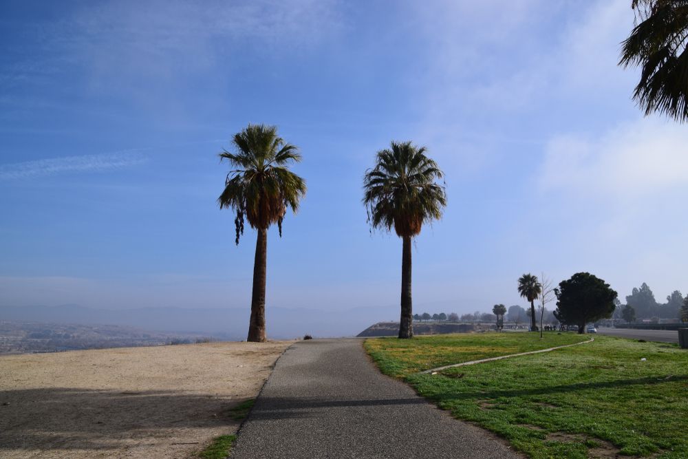 Tall trees at Panorama Vista Preserve