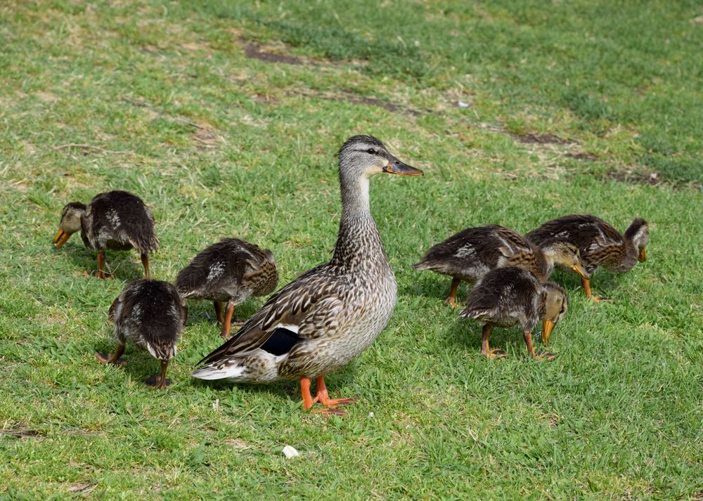 Duck family at the Park at River Walk