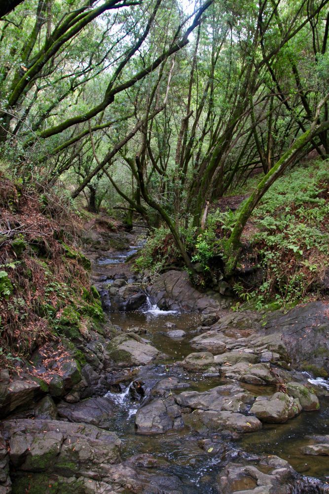 A stream at Tilden Regional Park