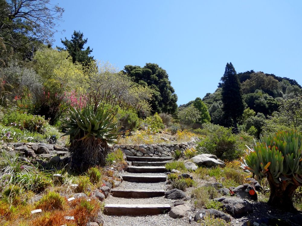 Pathway lined with plants at UC Botanical Garden