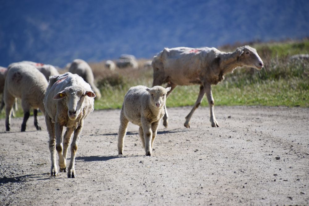 Sheep herd at Wind Wolves Preserve