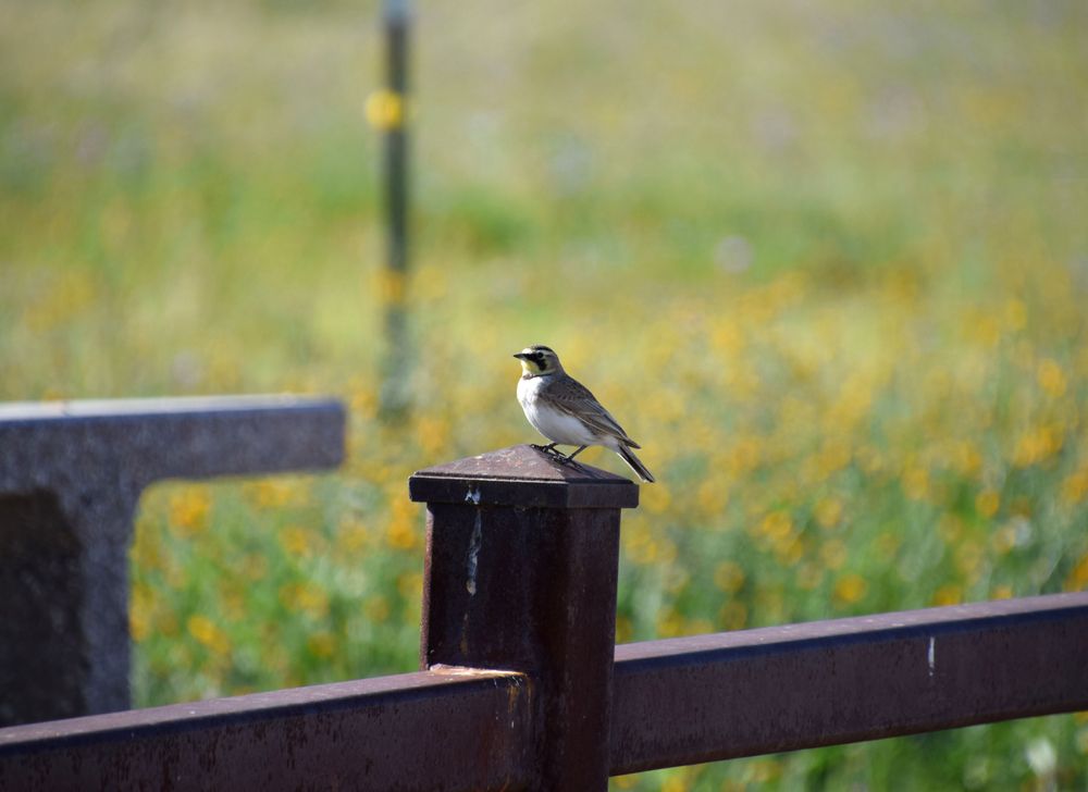 A small bird at Wind Wolves Preserve