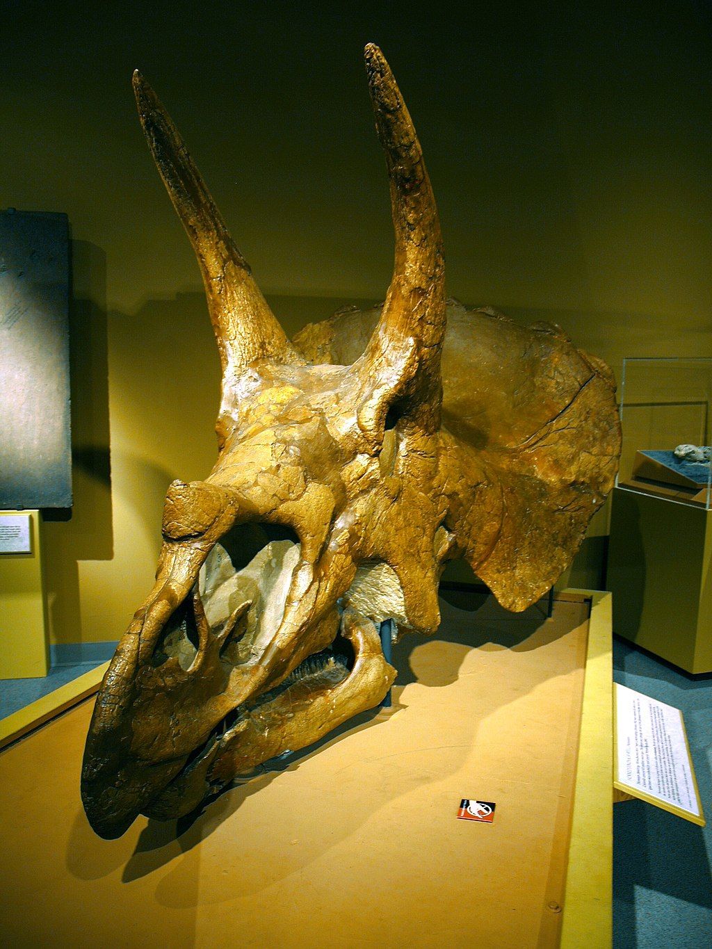 Triceratops skull in the University of Colorado Museum of Natural History