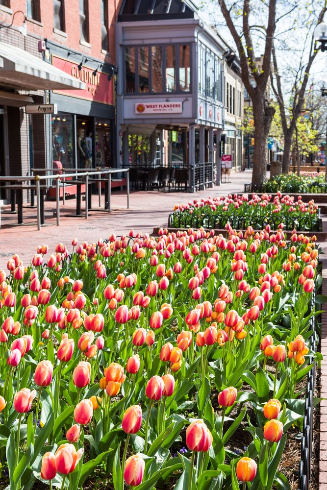 Bed of tulips on Pearl Street Mall grounds