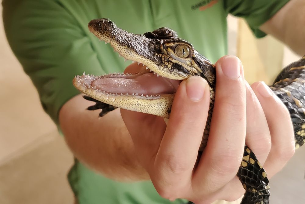 American alligator at Insta Gator Ranch