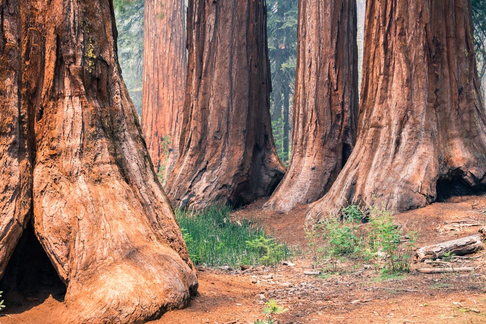 Large tree trunks at Mariposa Grove