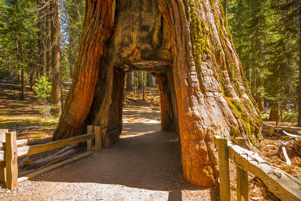 Tree tunnel at Mariposa Grove