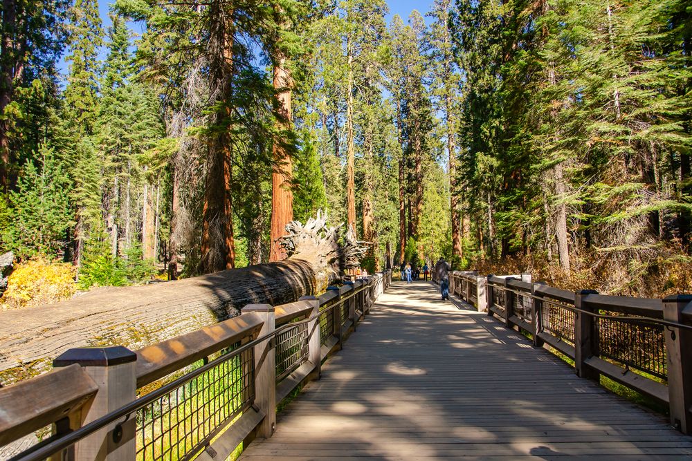 View of Giant Trees at Mariposa Grove