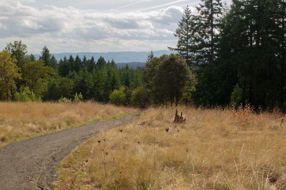 Trees at trail at Cooper Mountain Nature Park.