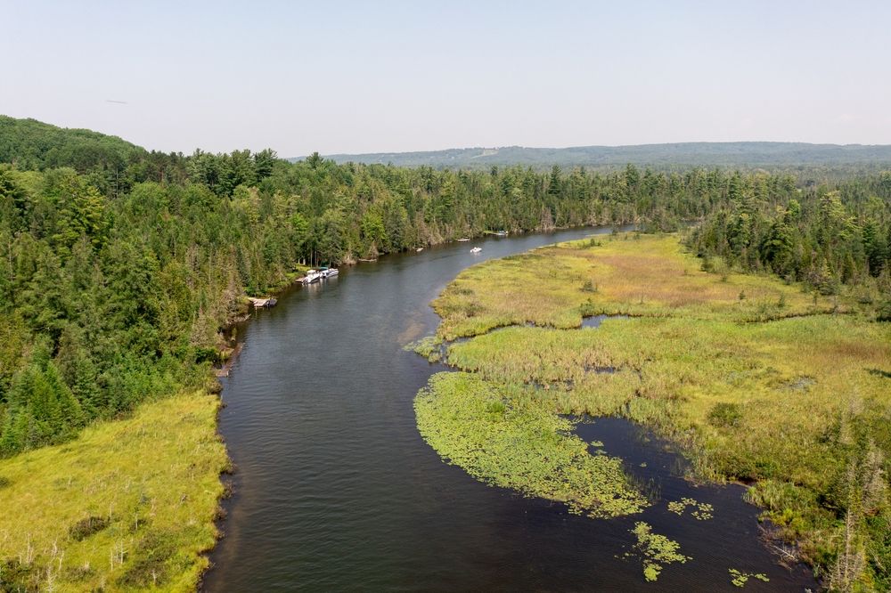 Trees surrounding Grass River Natural Area