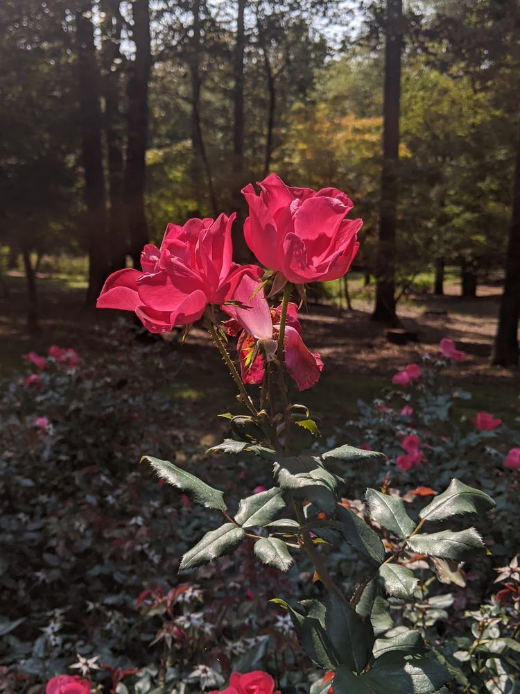 Beautiful rose at Gibbs Gardens