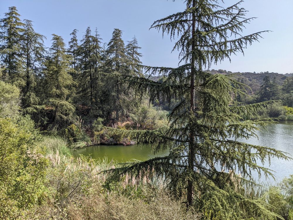 Cedar trees by the Franklin Canyon Park lake